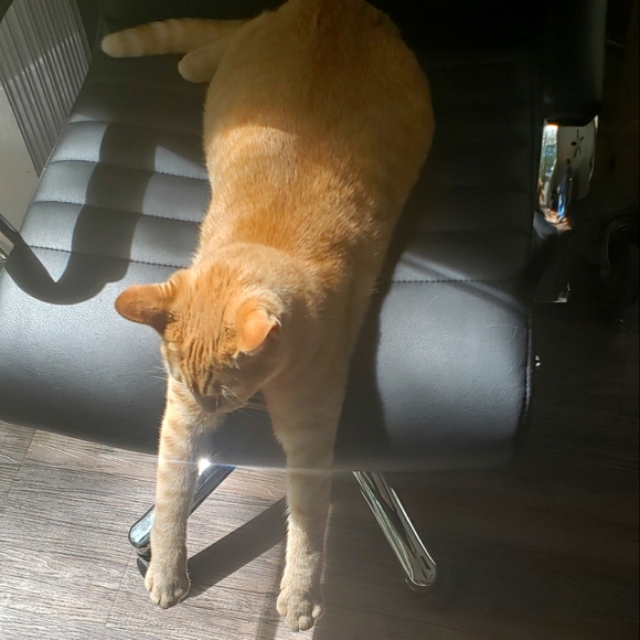 Meet your Posher, Aliana - Picture 1 of 2